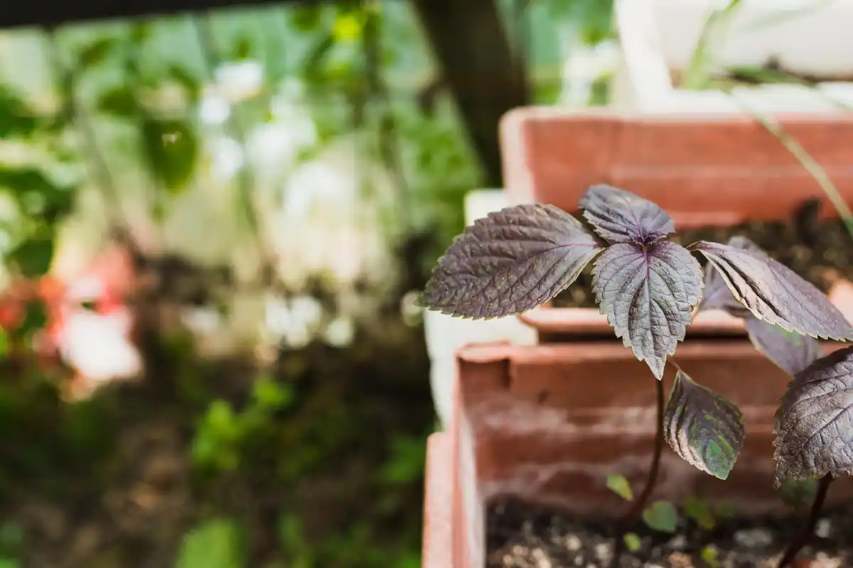 coffee grounds use for plants Dutch garden