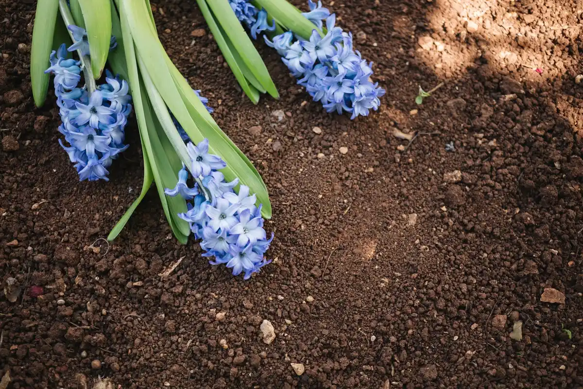 Dutch garden with hydrangeas and coffee grounds