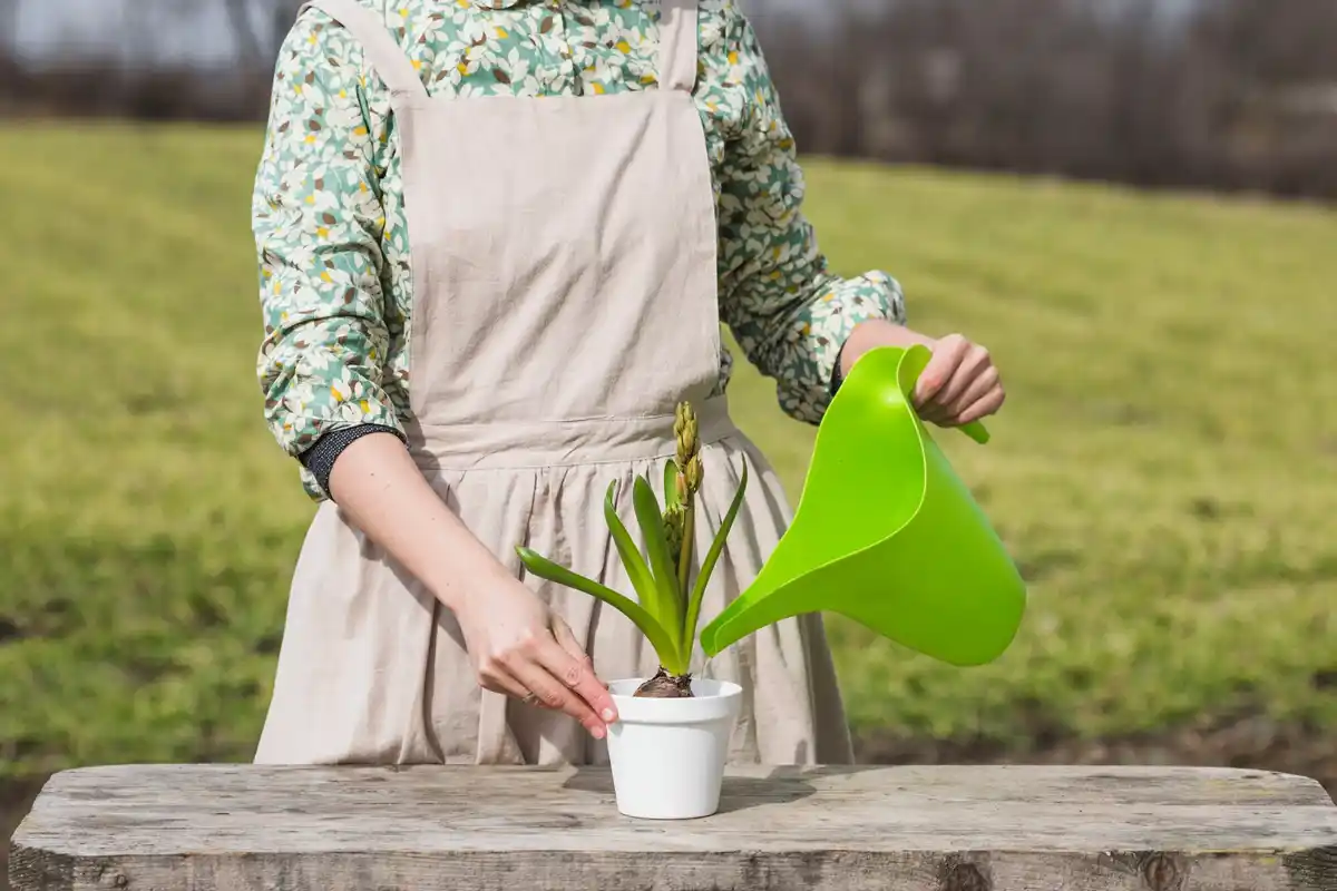 homemade plant fertilizer in garden with dutch setting