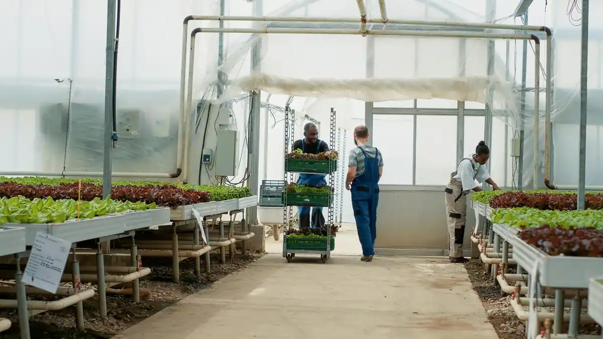 medium sized greenhouse with vegetables in the Netherlands