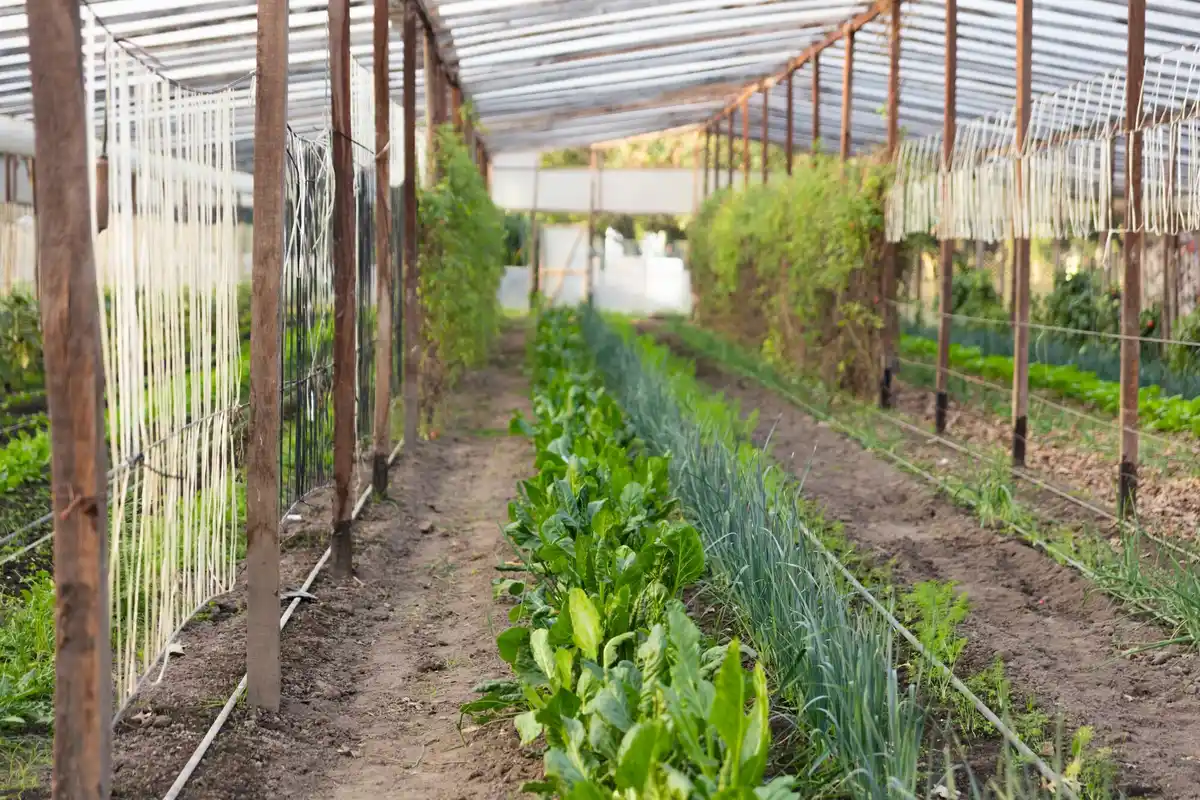small greenhouse with tomatoes and herbs inside