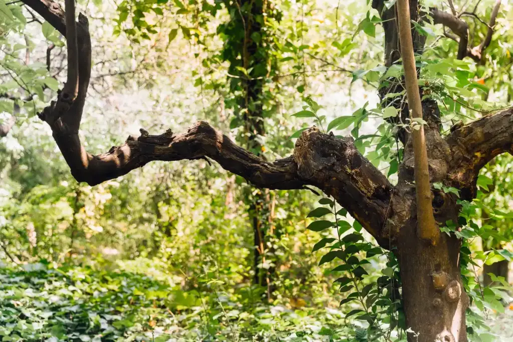 apple tree branches garden reuse netherlands