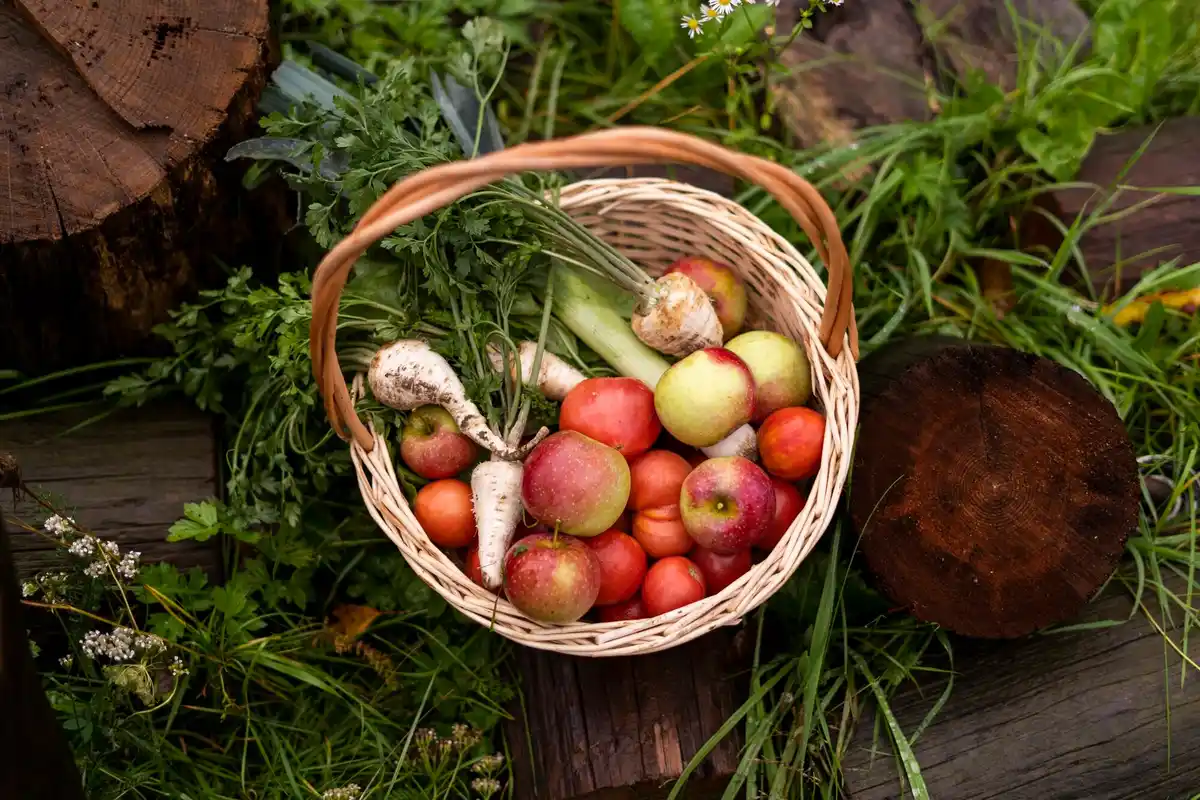 apple branch mulch vegetable garden Netherlands