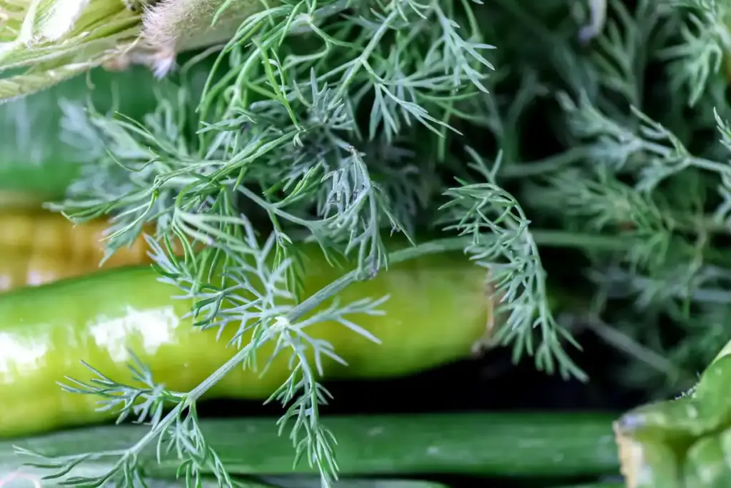 dutch homegrown courgette plant close up backyard