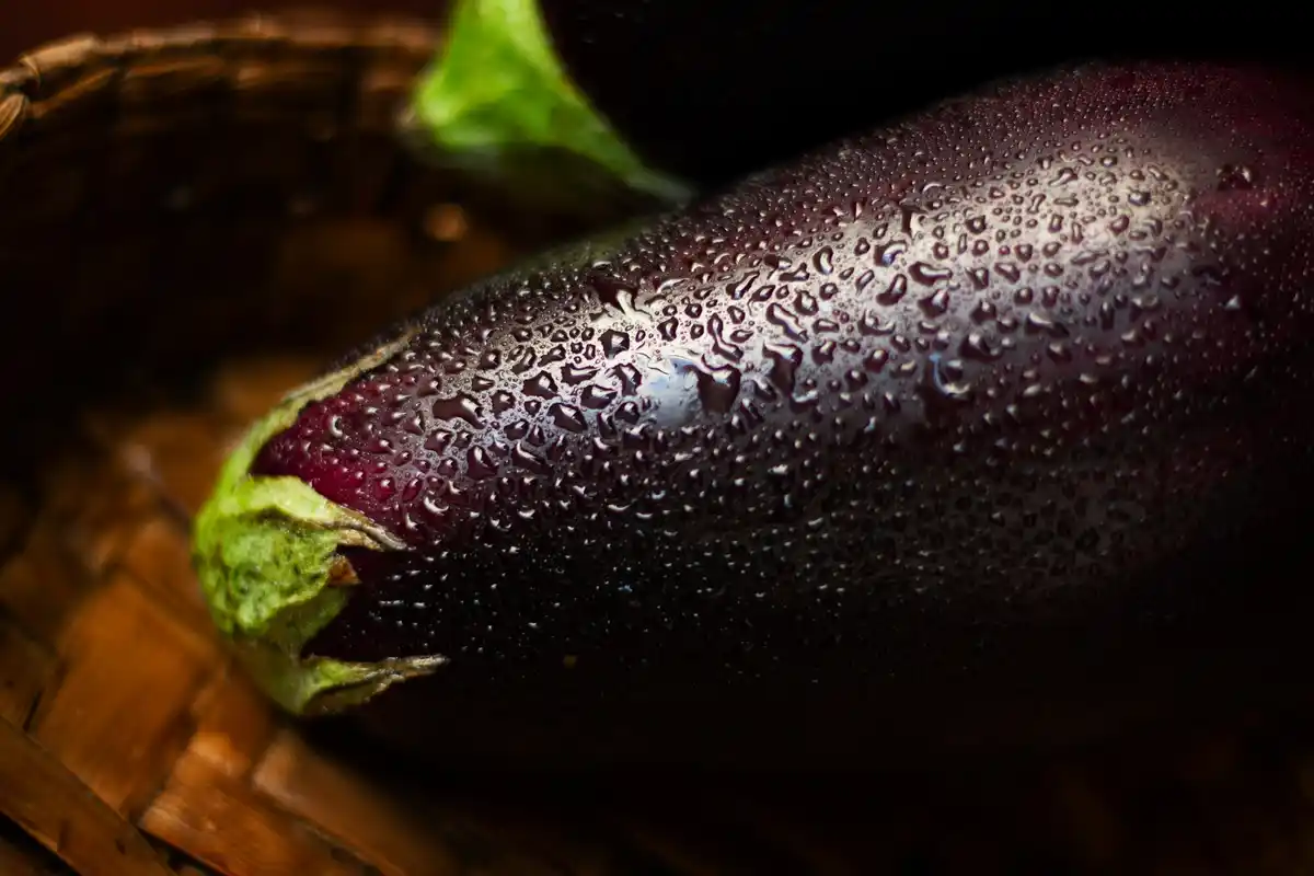 courgette plant close up water drops garden netherlands