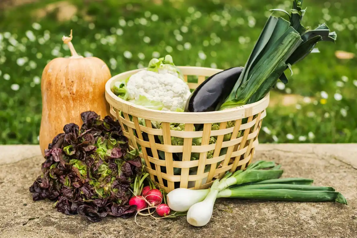 basket of ripe courgettes dutch backyard garden summer