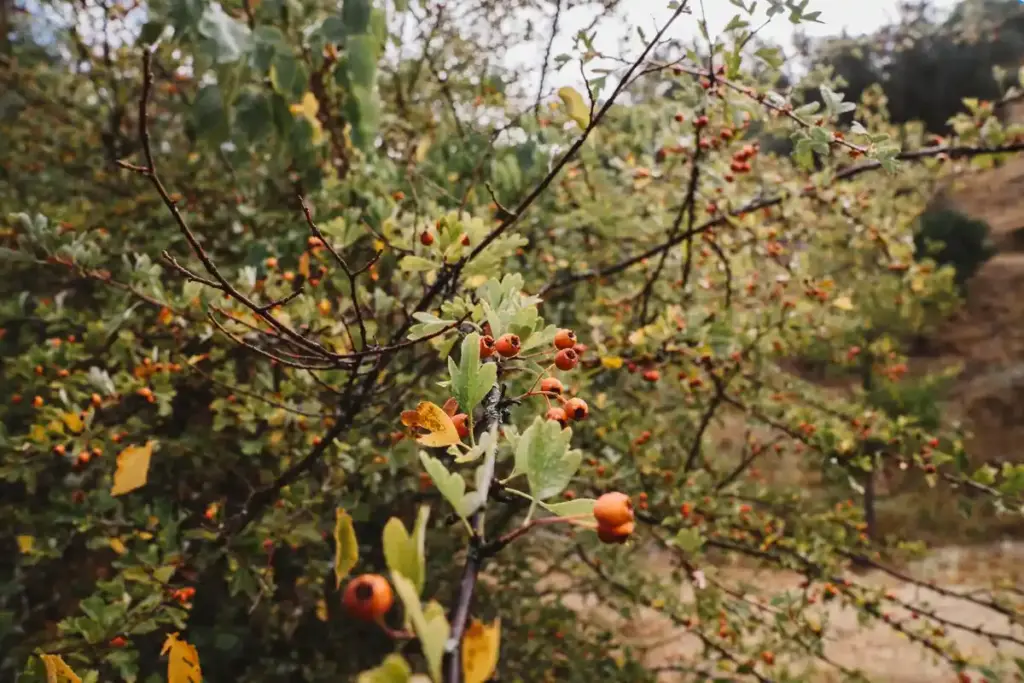 winter apple tree planting netherlands close up