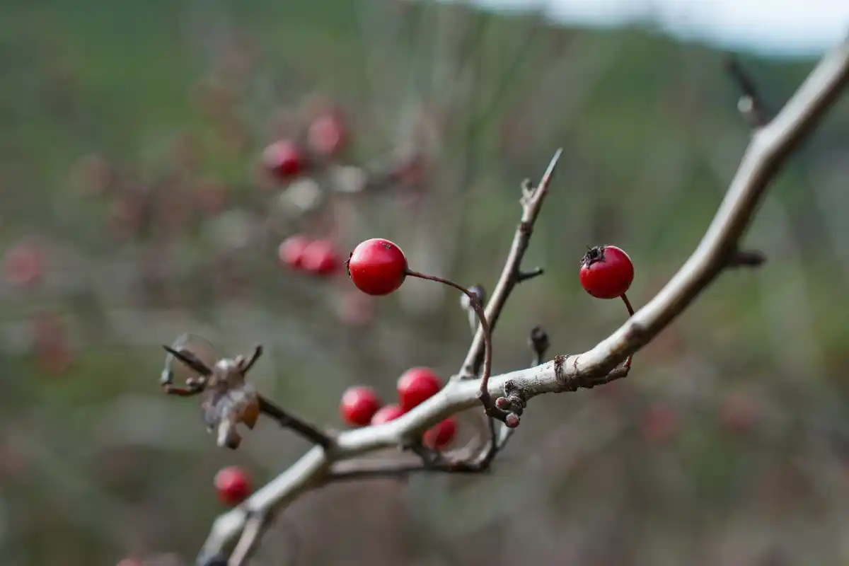 apple tree sapling winter orchard netherlands
