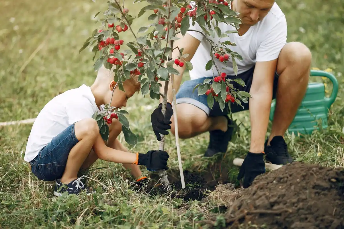 local dutch orchard winter planting apple sapling