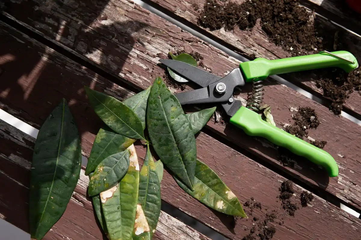 Okatsune 103 pruning shears Dutch garden