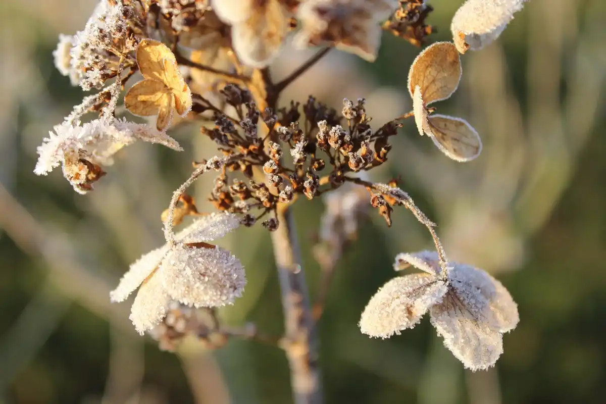 frost damaged hydrangeas in the netherlands garden