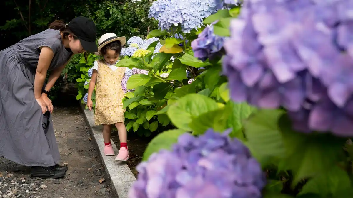 amateur gardener covering hydrangeas before frost netherlands