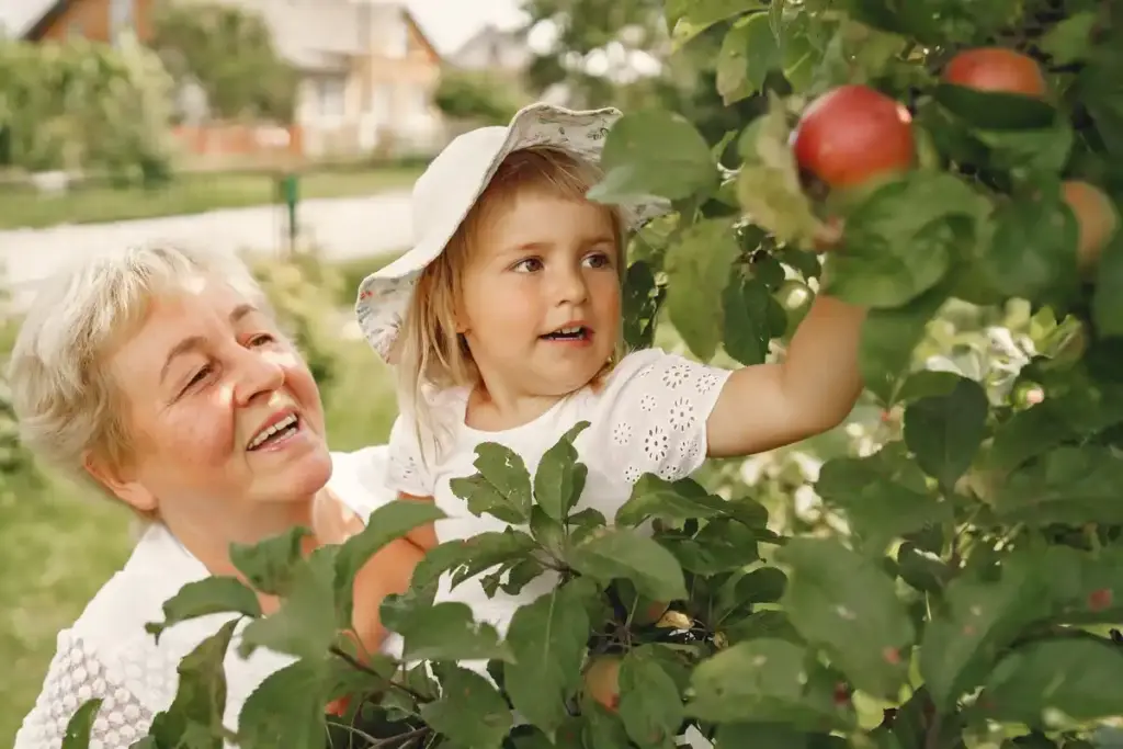 old dutch plum tree orchard grandmother nostalgia