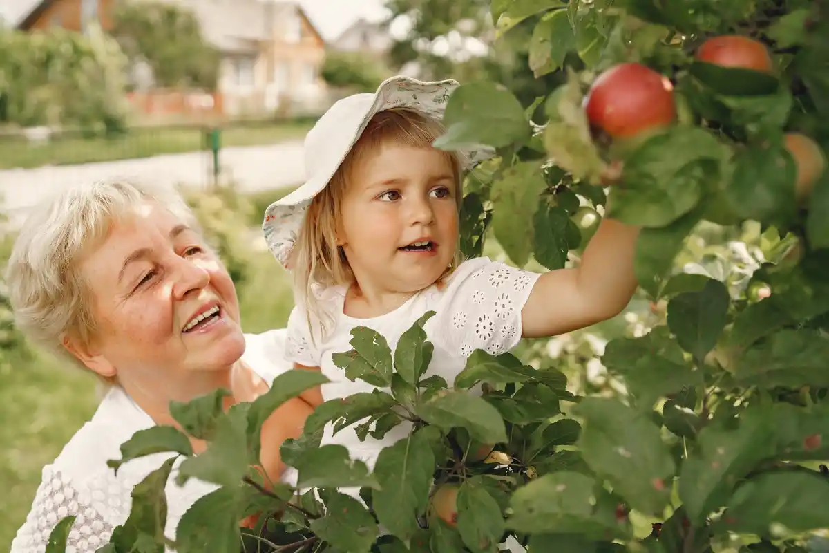 old dutch plum tree orchard grandmother nostalgia