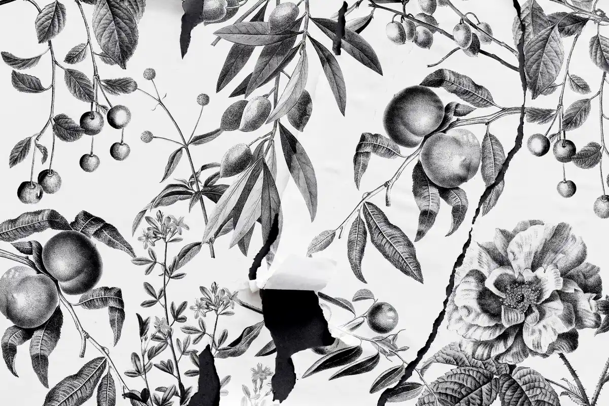 old dutch plum tree garden sketch