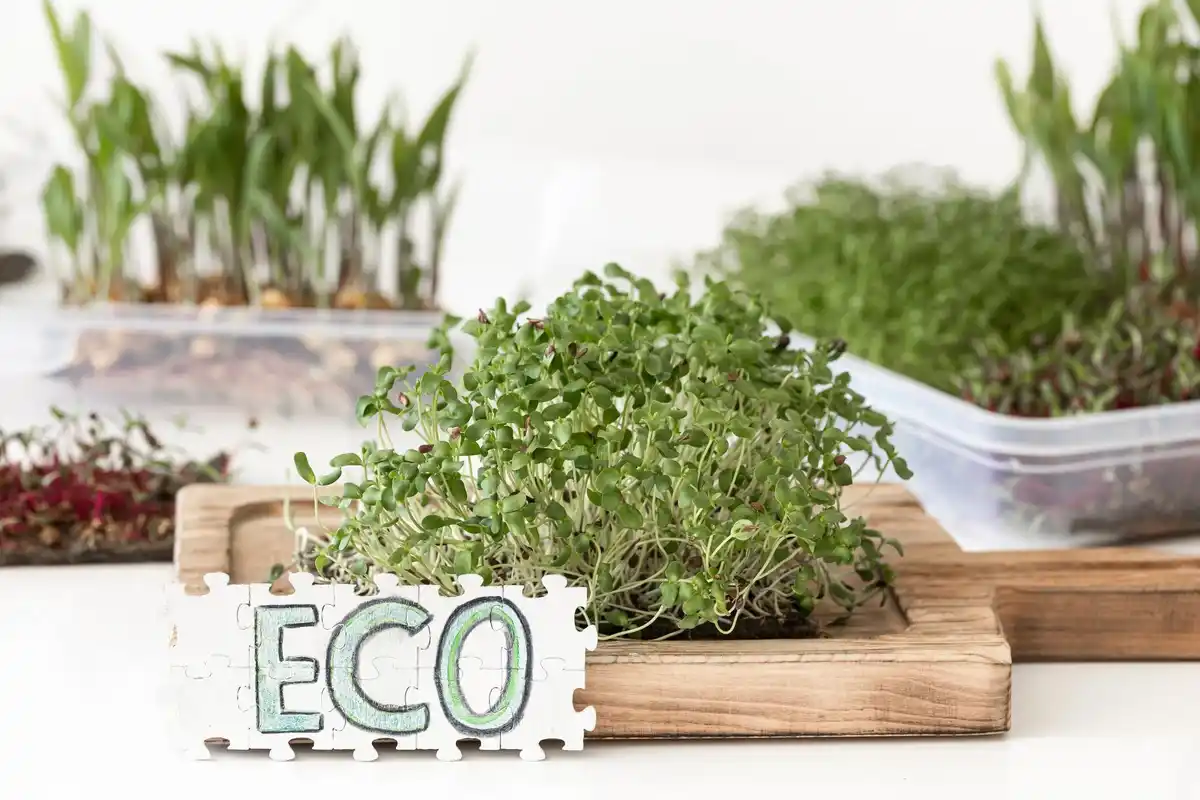 eco friendly seed storage solutions