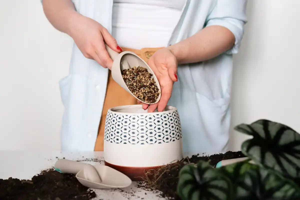 houseplants coffee grounds fertilizer