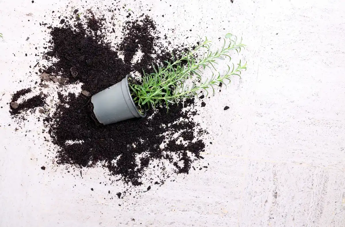 houseplants with coffee grounds fertilizer on the soil