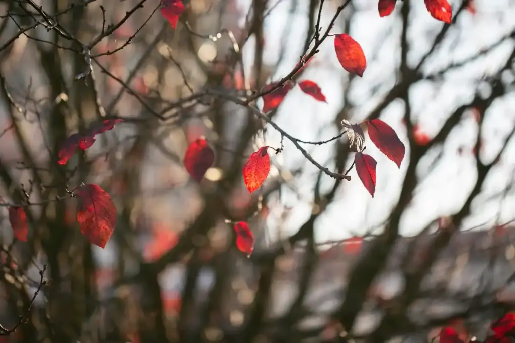apple tree leaves garden reuse Netherlands autumn