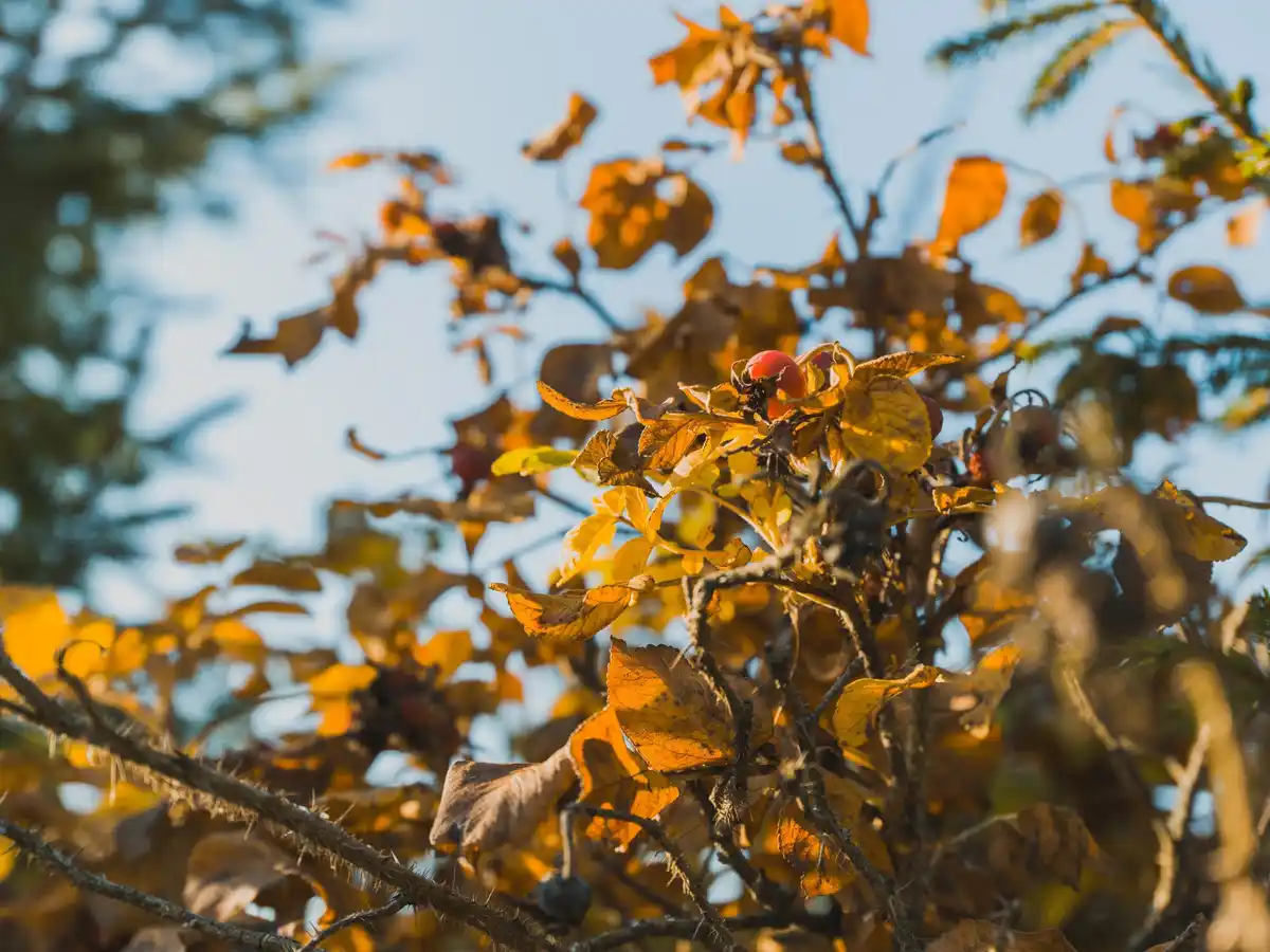 apple tree leaves on ground autumn Netherlands