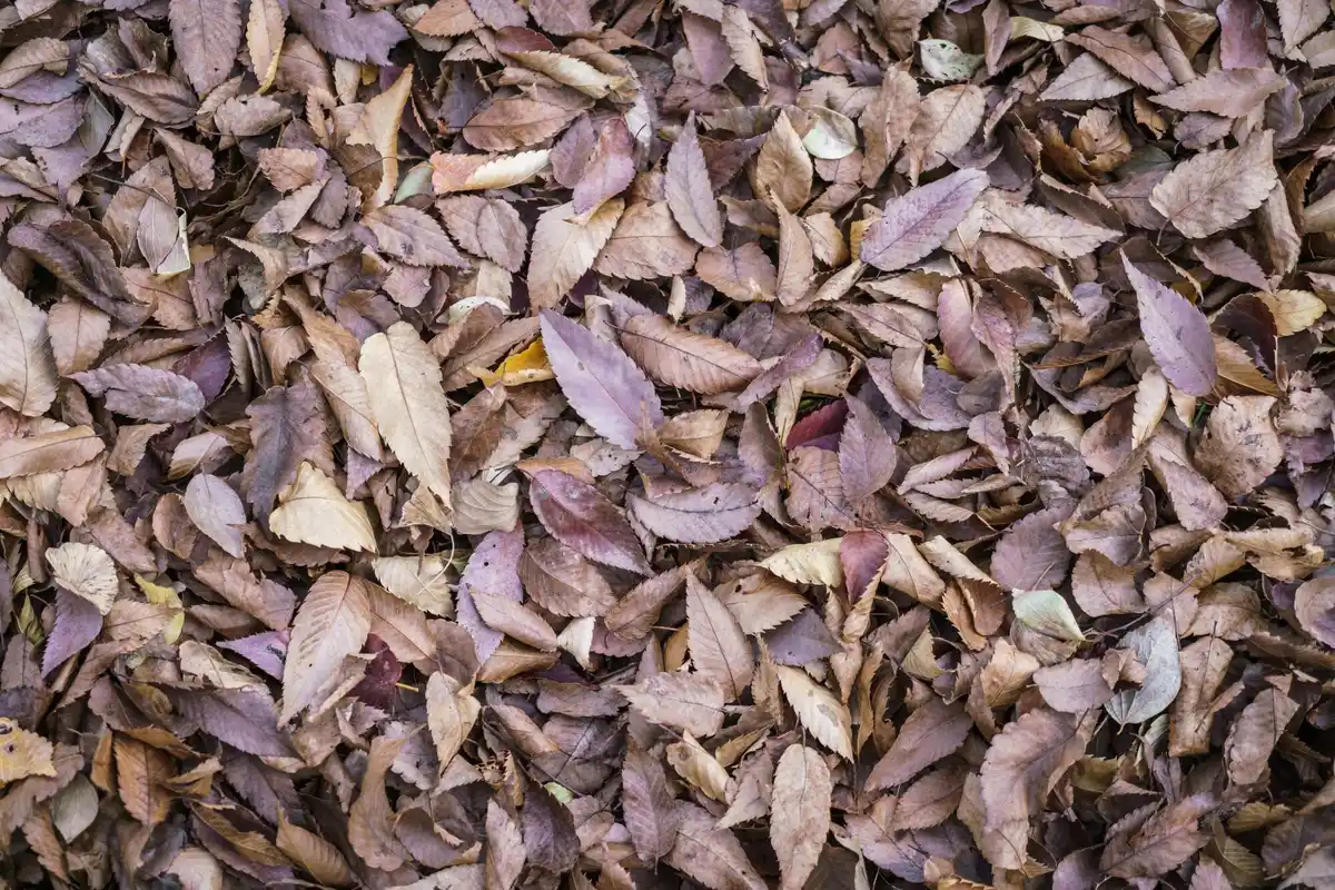 apple leaves compost pile Dutch backyard
