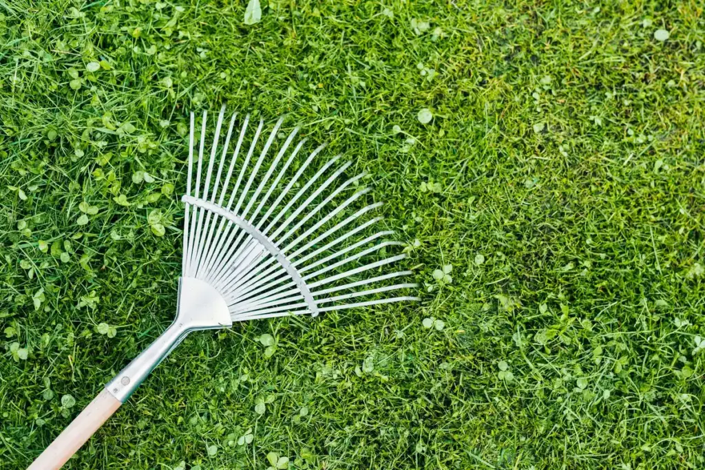 old wooden rake perfect dutch lawn