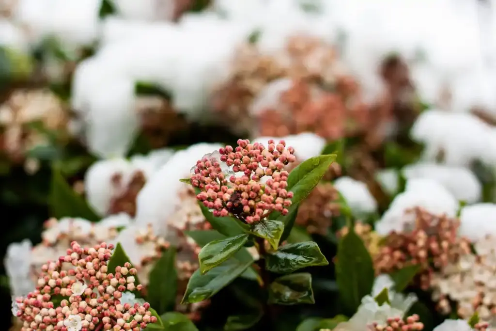 hydrangea second bloom gardening Netherlands