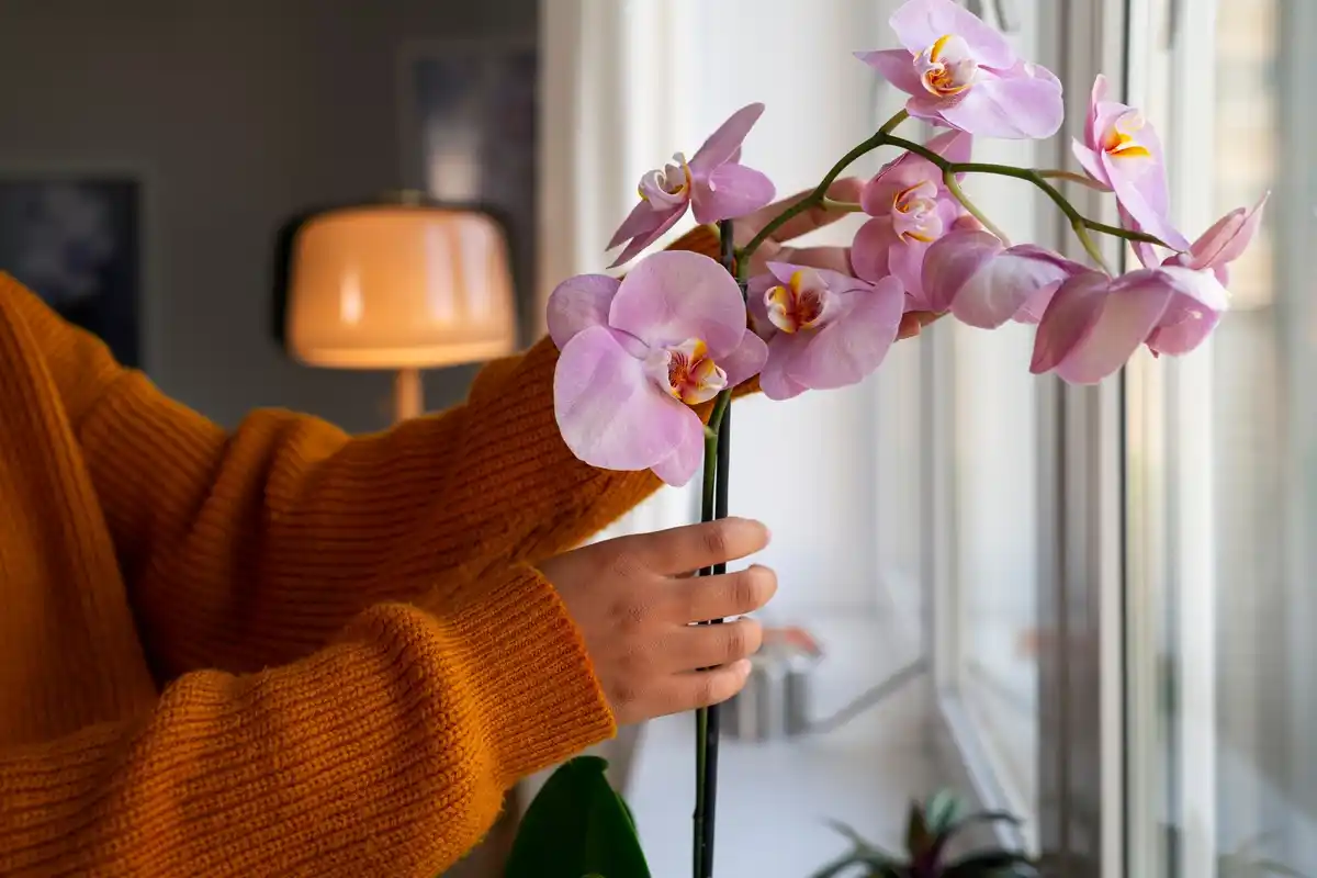 bleeding phalaenopsis orchid beautiful home netherlands