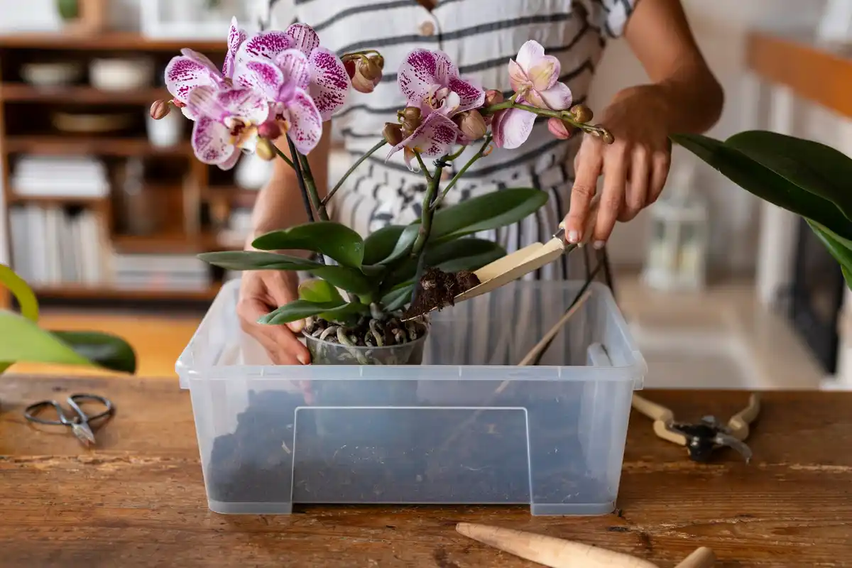soaking orchid roots water home living room netherlands