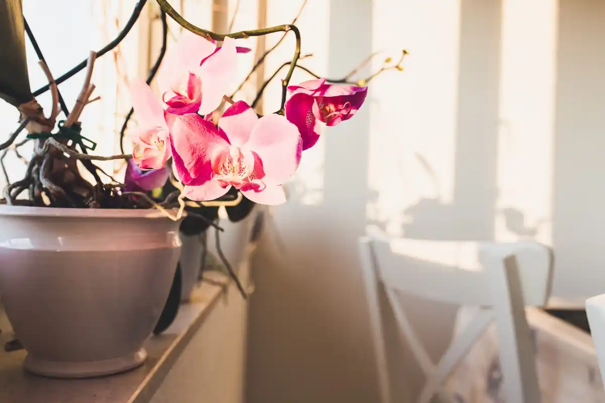 phalaenopsis orchid blooming indoors holland window