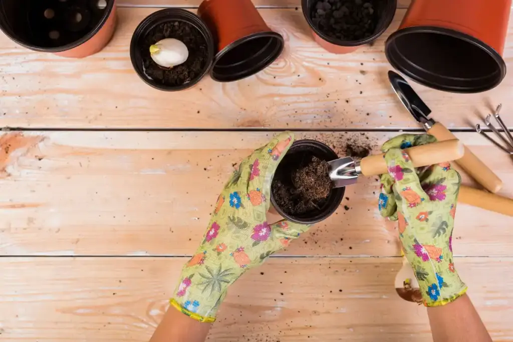 coffee grounds for seedlings Dutch home garden