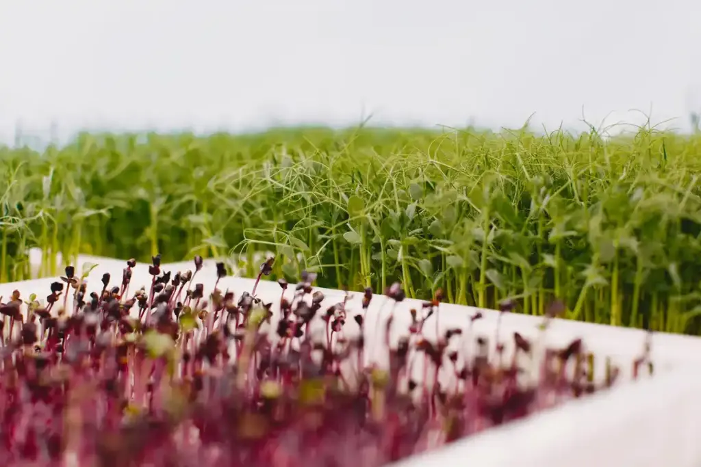 vegetable plants growing in unexpected places Netherlands