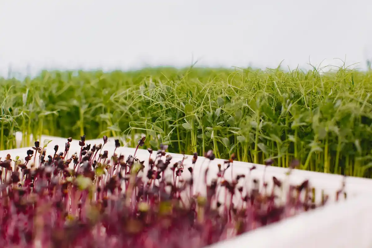 vegetable plants growing in unexpected places Netherlands