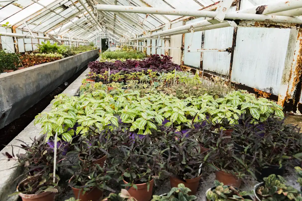 dirty greenhouse interior neglected plants