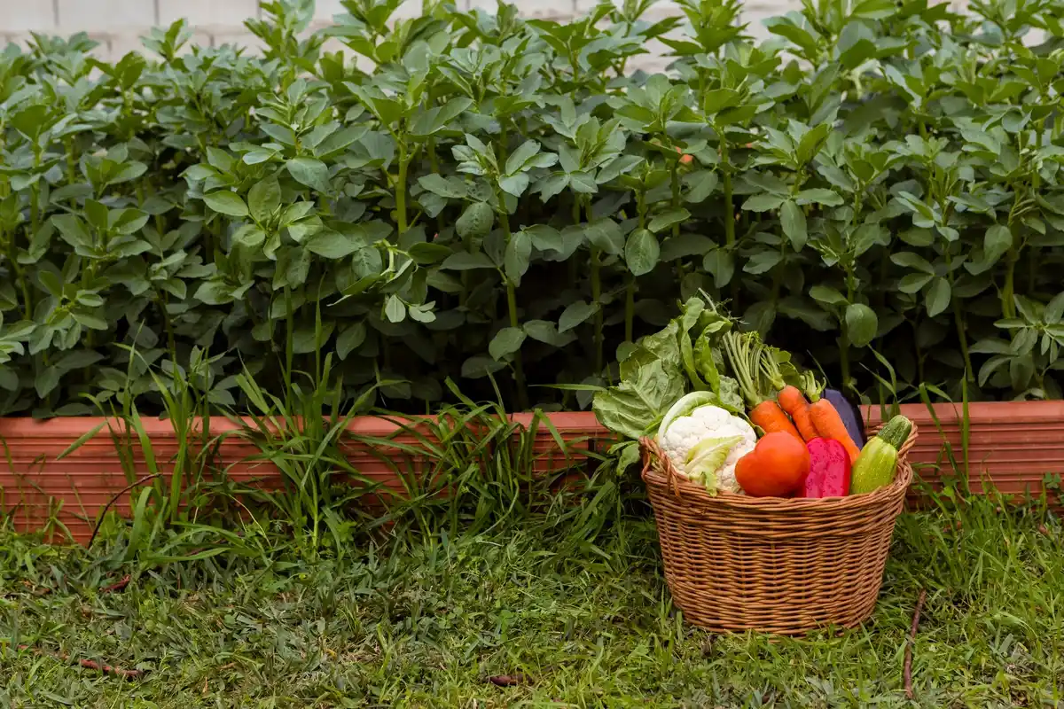 tomato basil companion planting garden netherlands