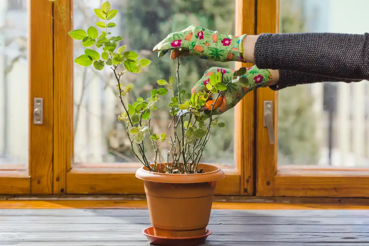 soaked seeds sprouting in dutch windowsill spring garden