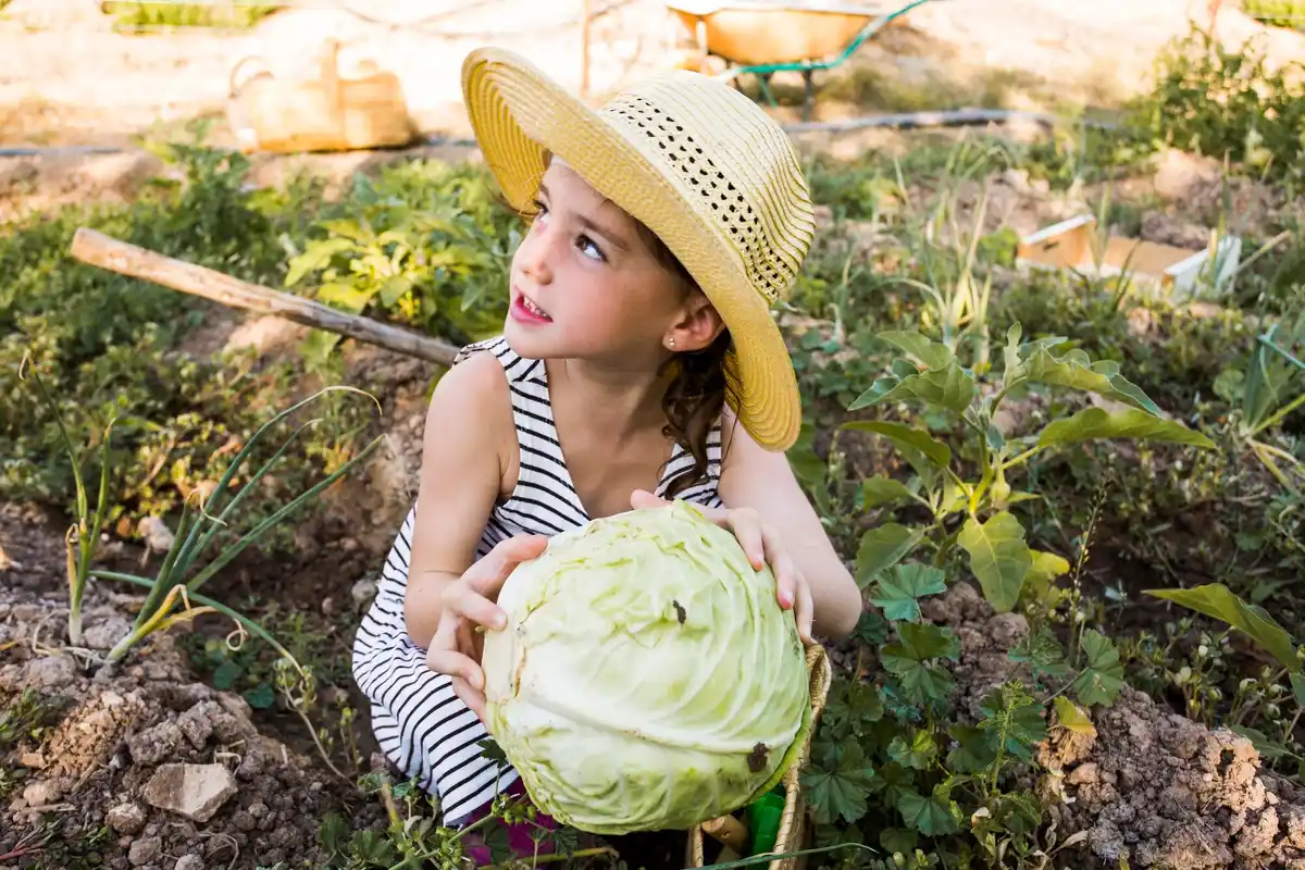 cute organic lettuce garden with slug prevention