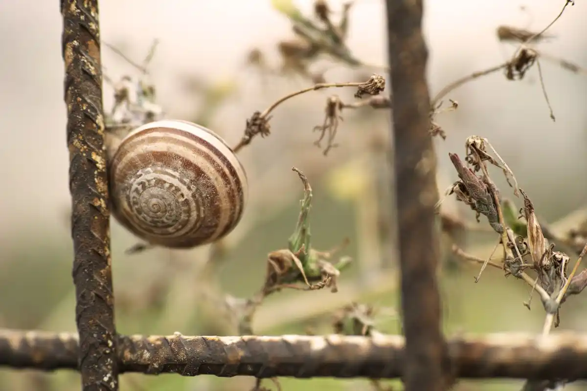 slakken preventie tuin eierschalen om sla planten