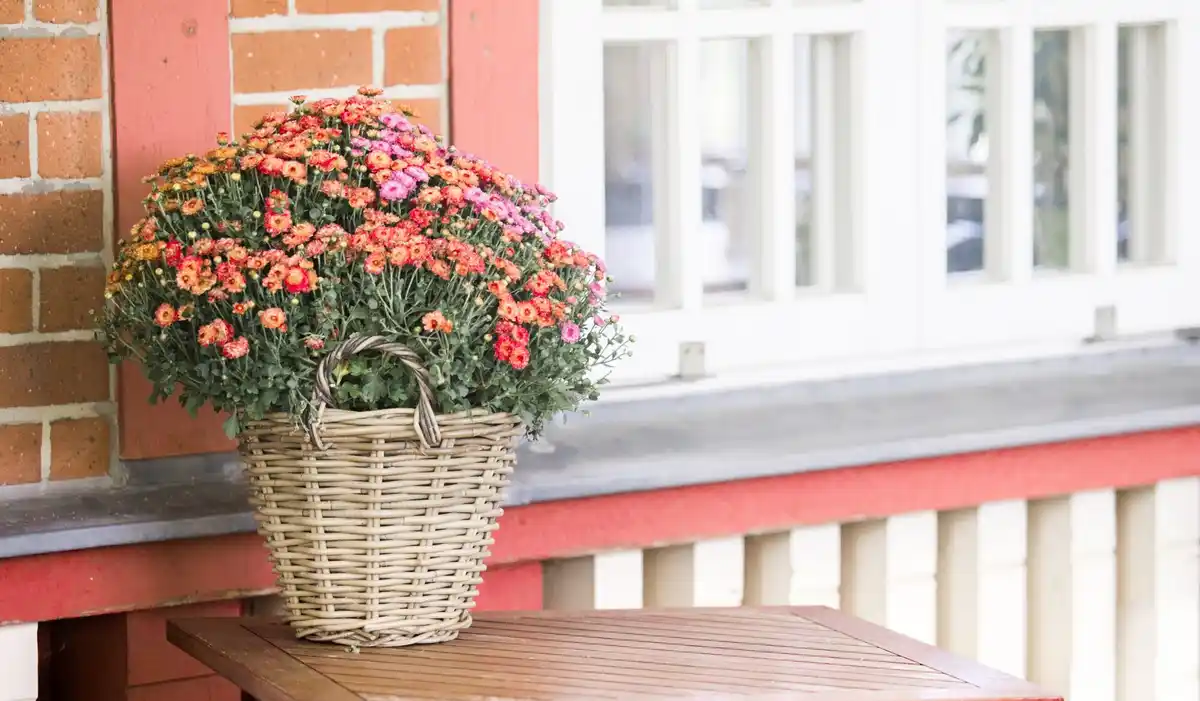 cozy dutch balcony natural clay flower pots