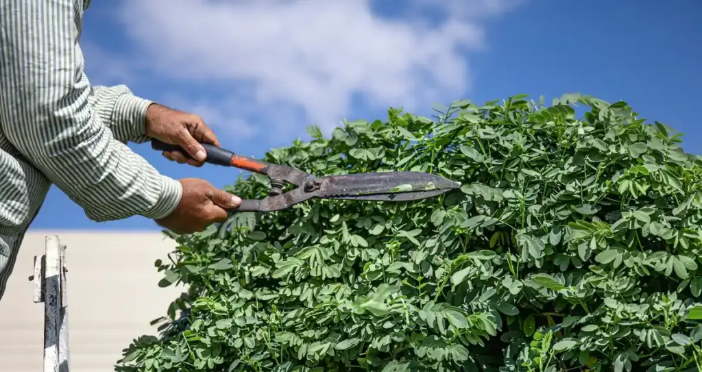 electric hedge trimmer damage dutch garden