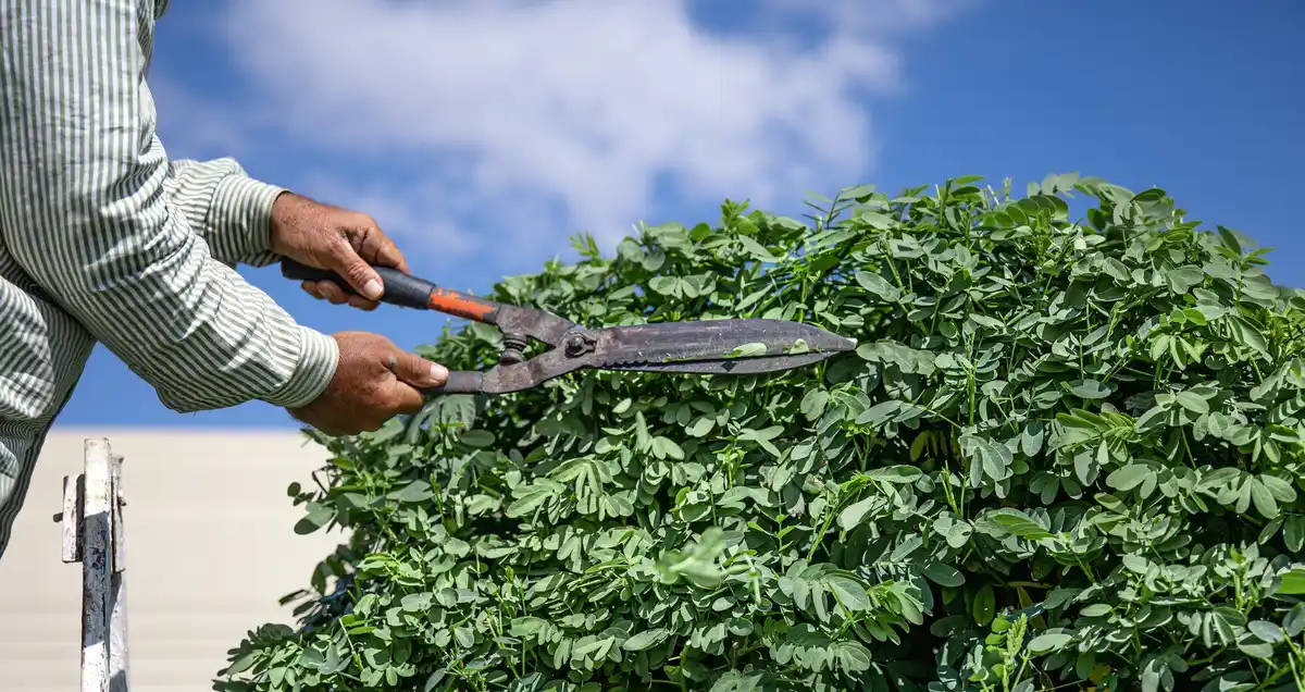 electric hedge trimmer damage dutch garden