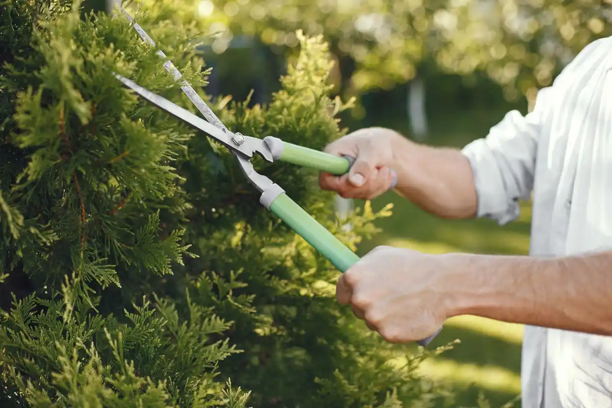dangerous electric hedge trimmer in dutch garden close up