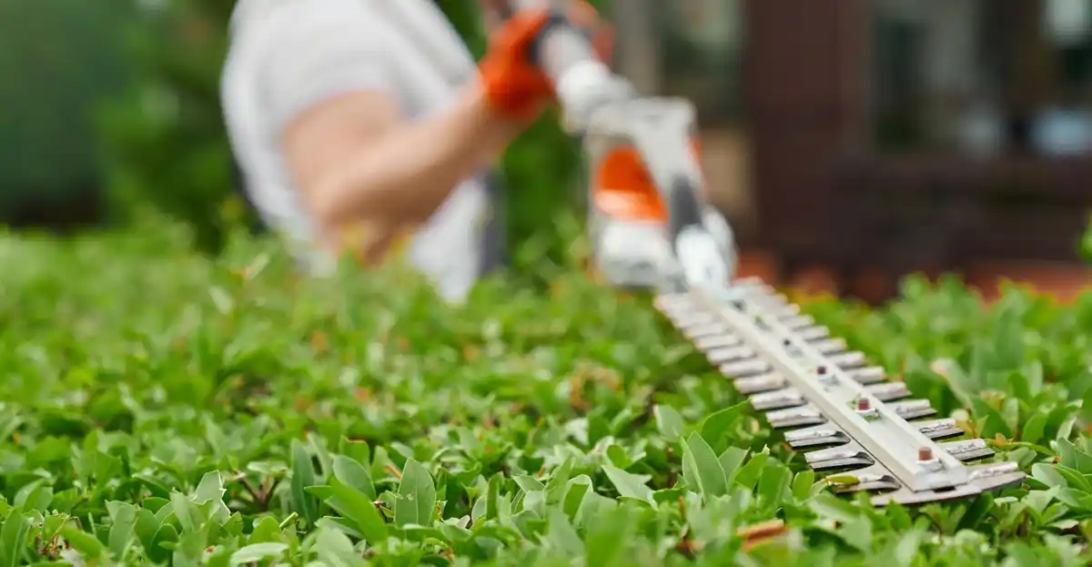 hedge cut badly by electric trimmer netherlands