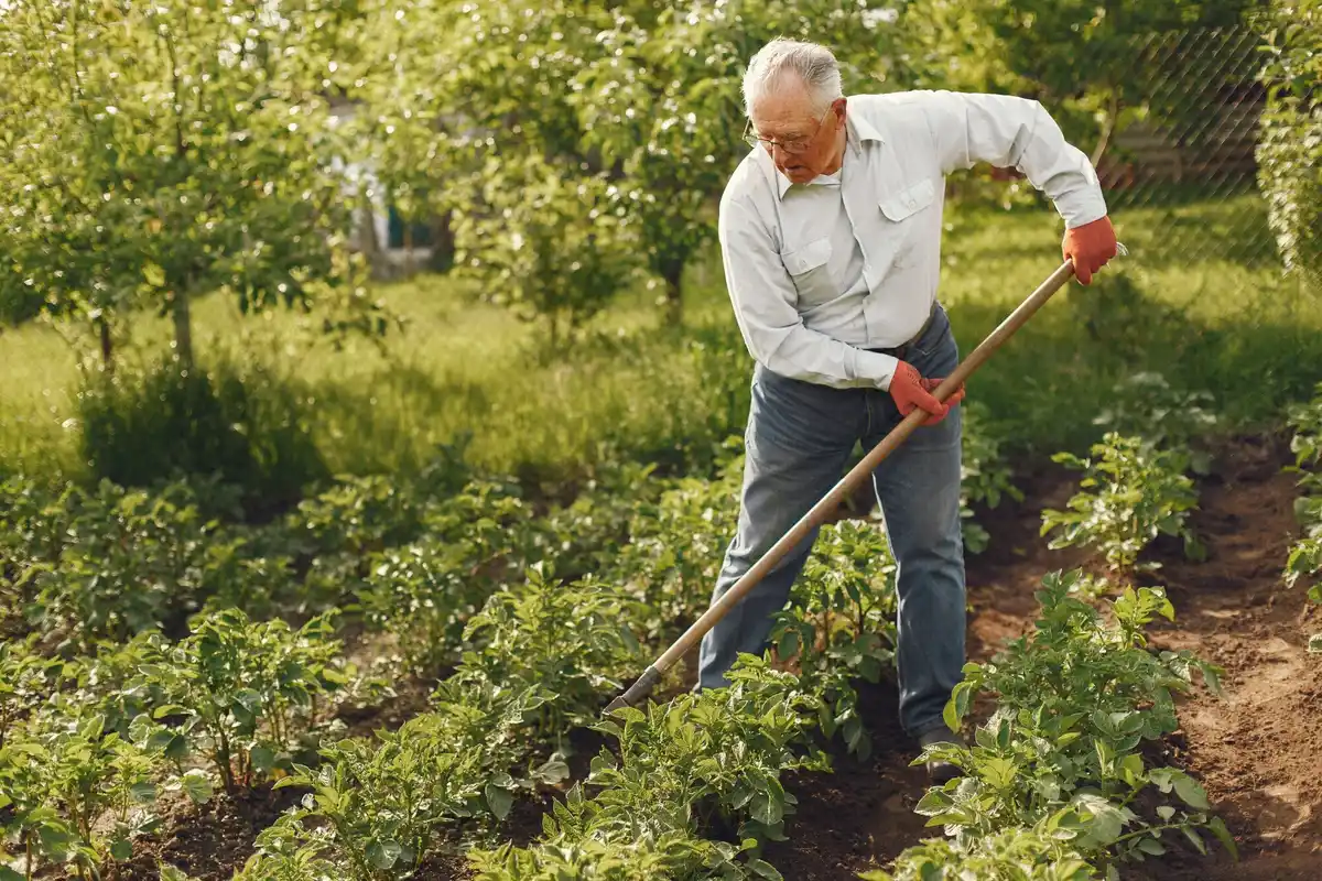senior man picking vegetables raised garden netherlands