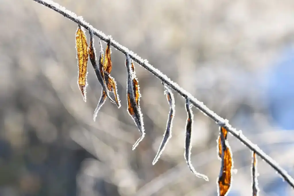frozen seeds closeup frost