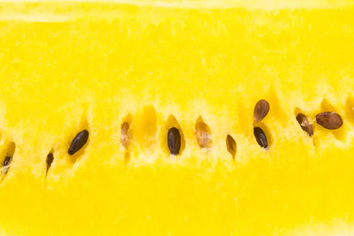 frozen seeds macro closeup