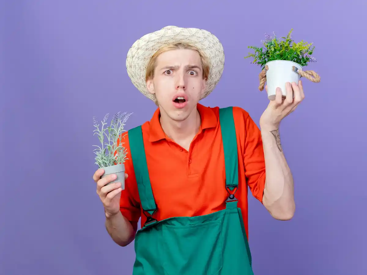 dutch gardening scam prevention seeds
