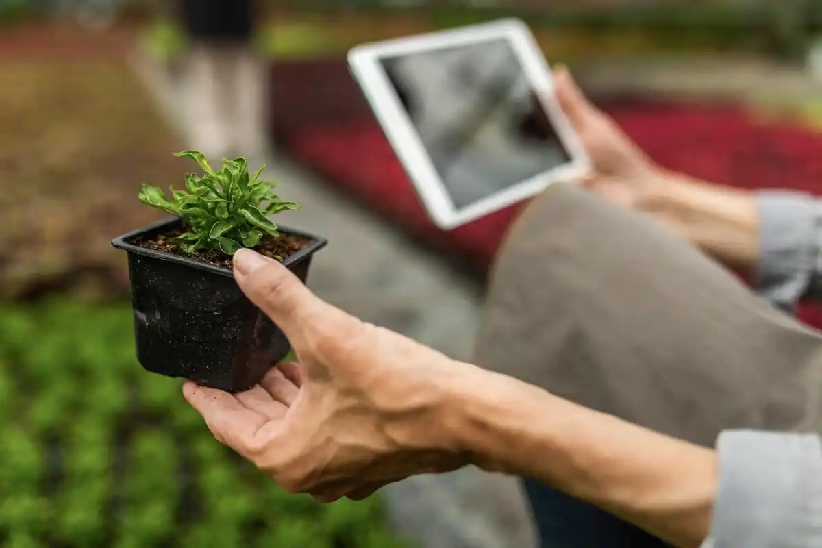 fake seeds online scam netherlands