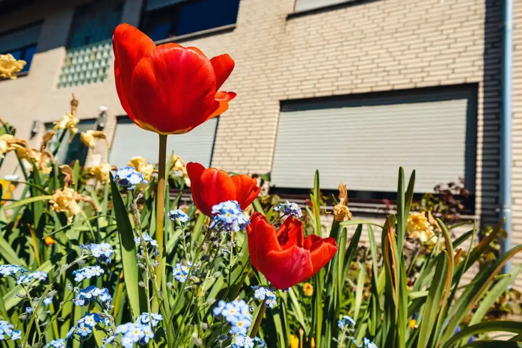 tulip bulbs garden after flowering netherlands