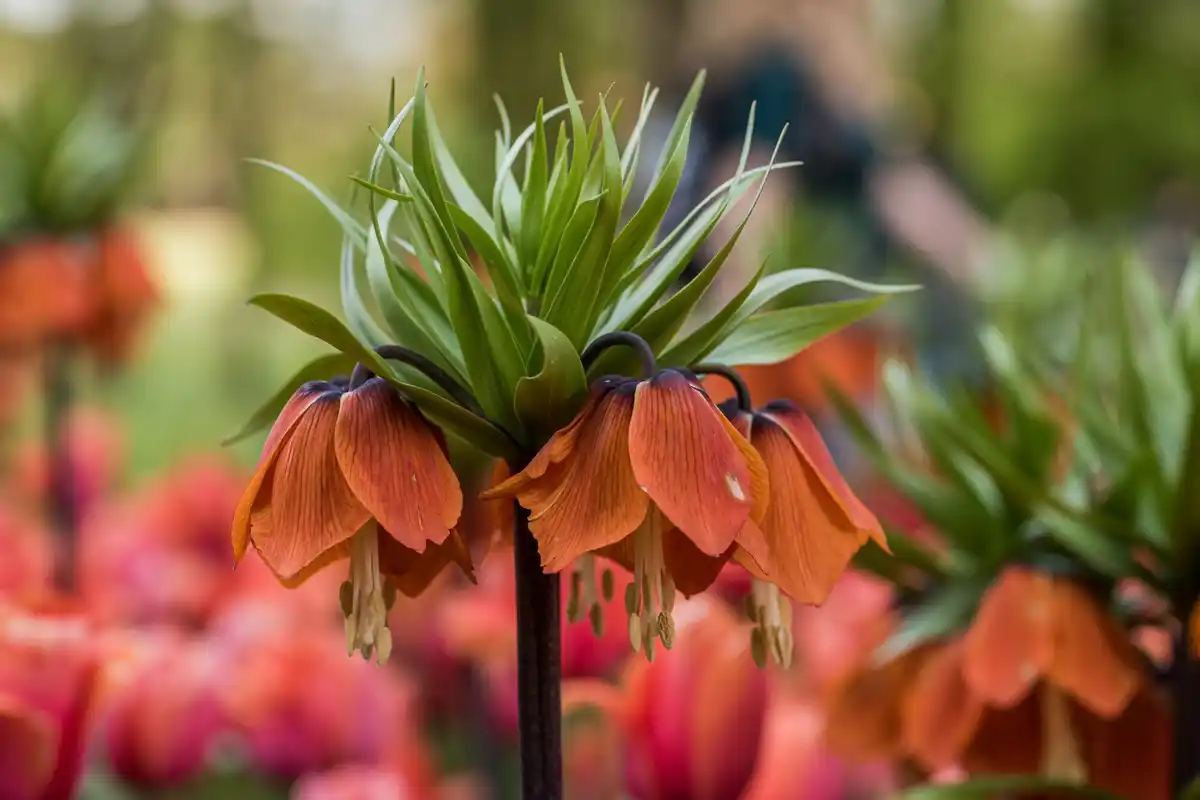 close-up tulip bulbs in soil after flowering netherlands